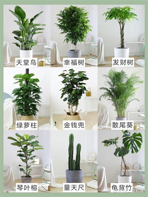 适合室内的植物|52种适合室内养的观赏植物